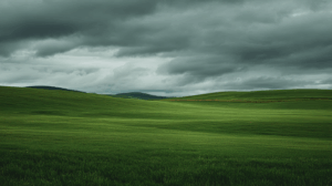 green field